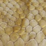 beige reptile print leather
